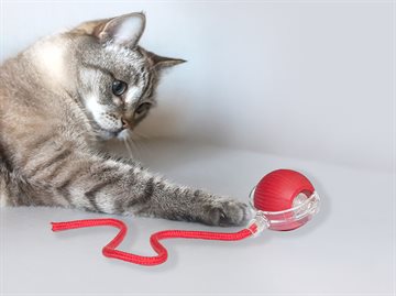 Catch Me Cat - kattelegetøj